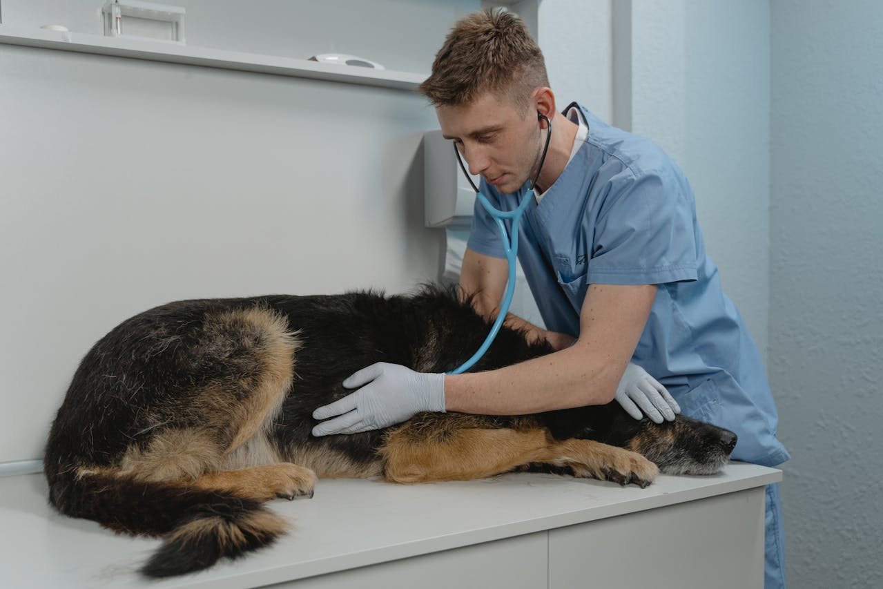 Veterinarian with dog